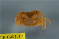 藏品(平背蜞)的圖片